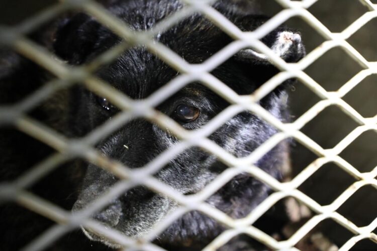 Un perro negro está detrás de una reja metálica, mirado a través de los barrotes.