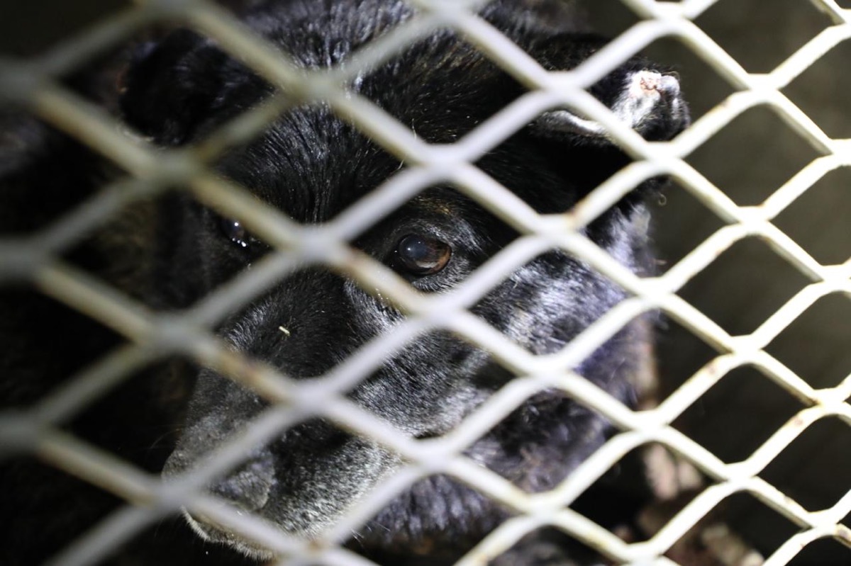 Un perro negro está detrás de una reja metálica, mirado a través de los barrotes.