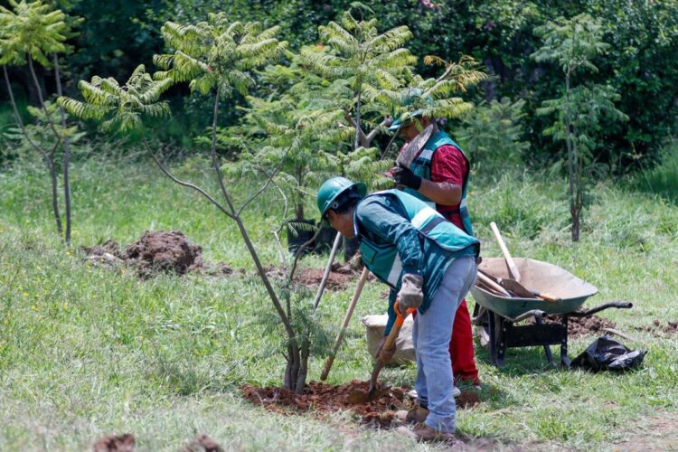 Dos personas con cascos y chalecos están plantando un árbol en un área verde con herramientas y una carretilla.