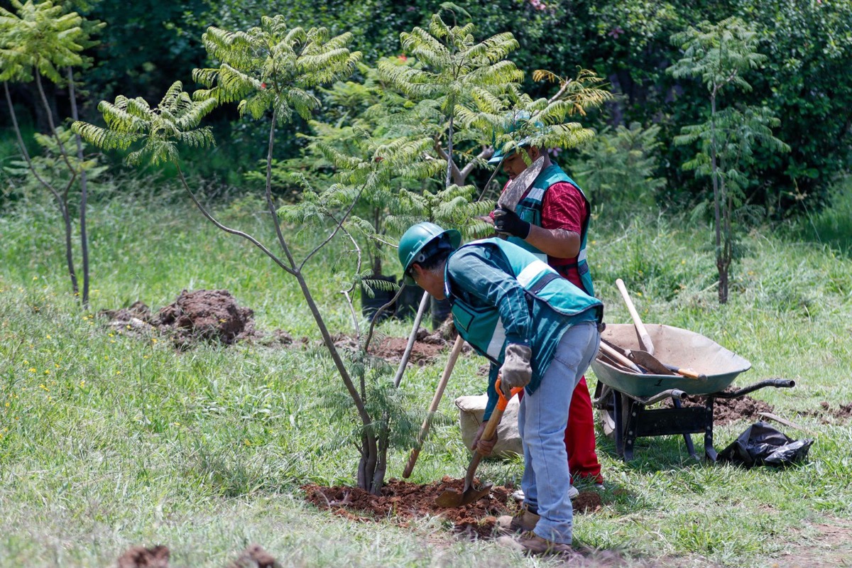 Dos personas con cascos y chalecos están plantando un árbol en un área verde con herramientas y una carretilla.