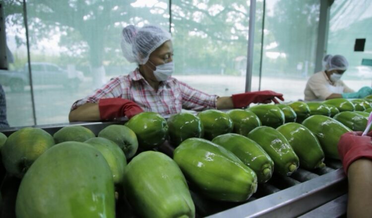 Personas con guantes, mascarillas y redes para el cabello inspeccionan papayas verdes en una línea de producción.