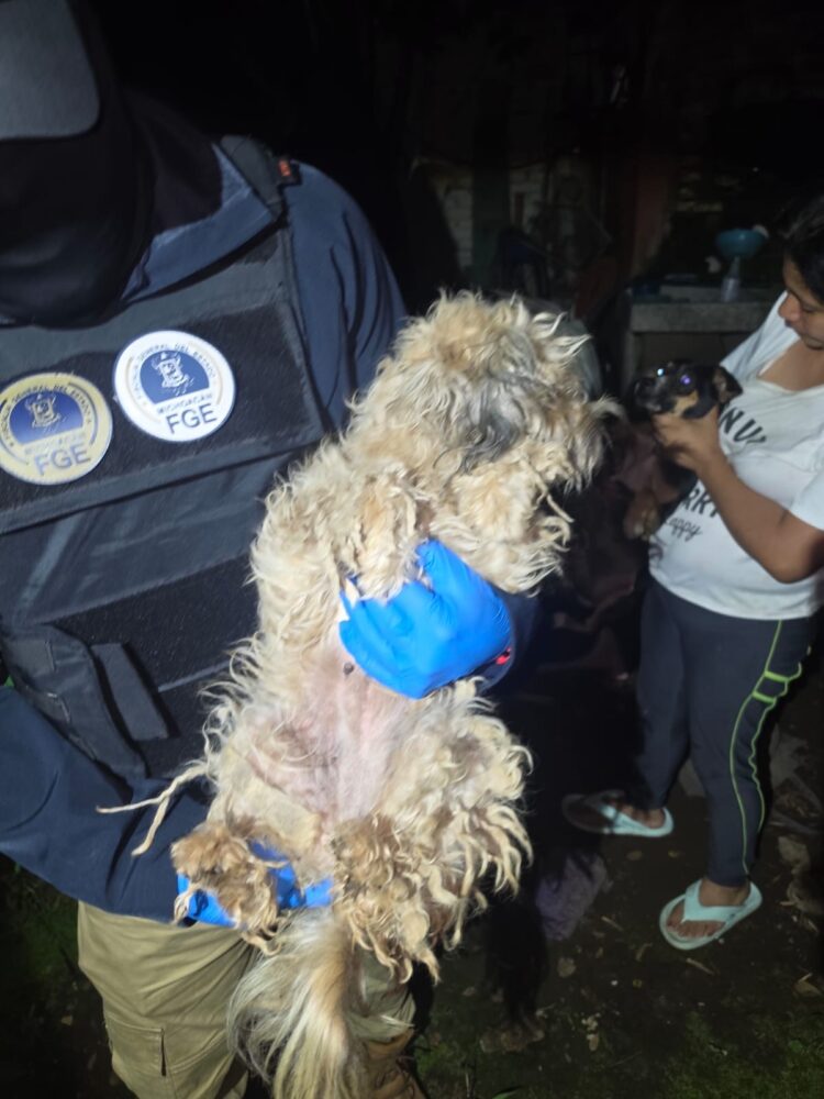 Agente de la FGE rescata a un perro maltratado durante cateo en Uruapan