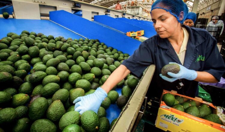 Una trabajadora con guantes y cofia selecciona aguacates en una línea de producción.
