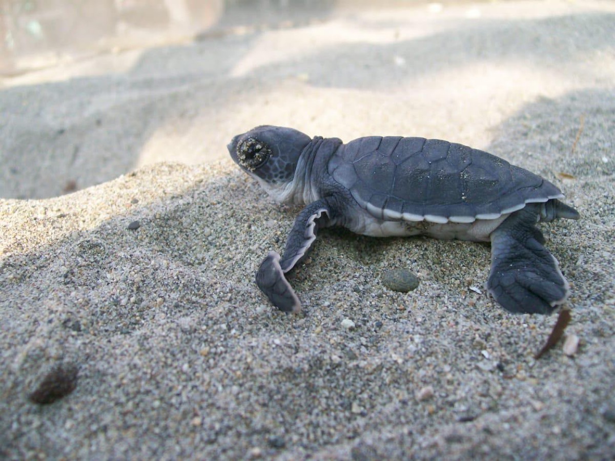 Una cría de tortuga marina camina sobre la arena.